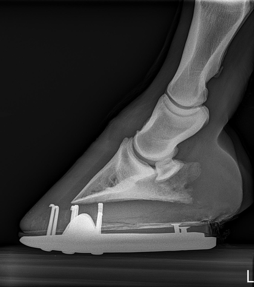 Farrier Consultations Atlantic Equine Services