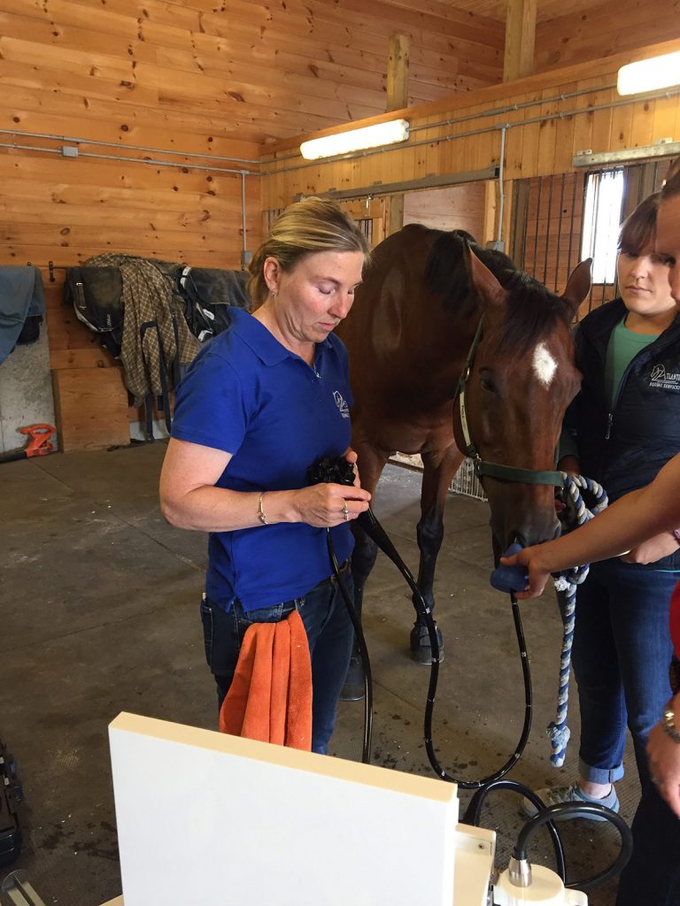 Equine Gastric Ulcer Syndrome (EGUS) Atlantic Equine Services