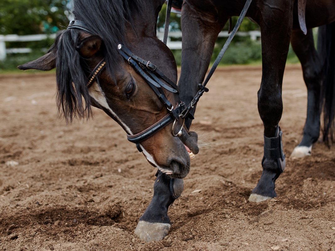 Navicular Syndrome Atlantic Equine Services