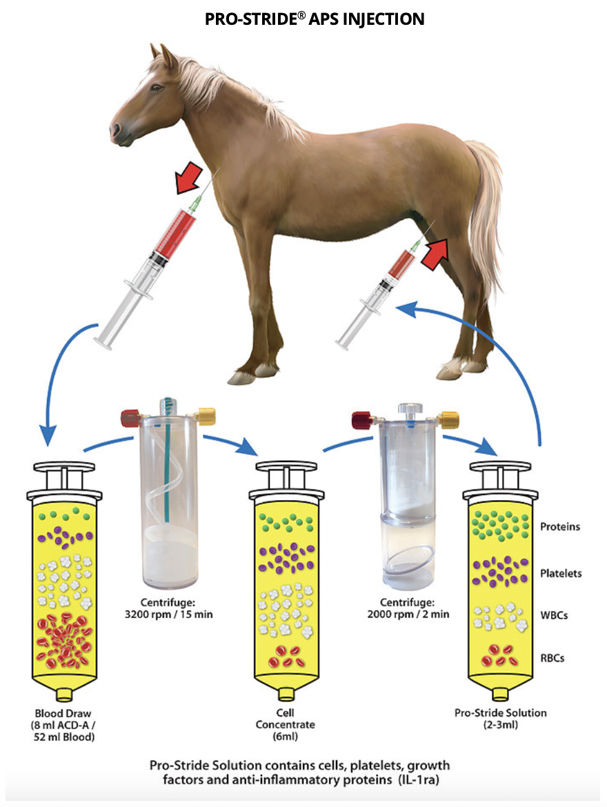 Pro-Stride® APS | Atlantic Equine Services