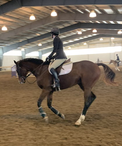 riding horse